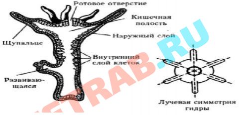 Кракен даркнет площадка